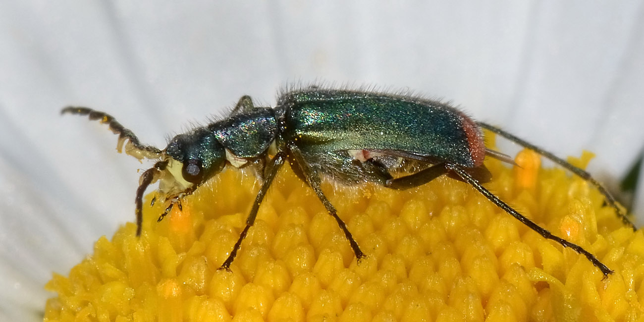Malachiidae da id.:  Malachius australis (cf.)
